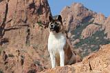AKITA AMERICAIN 164